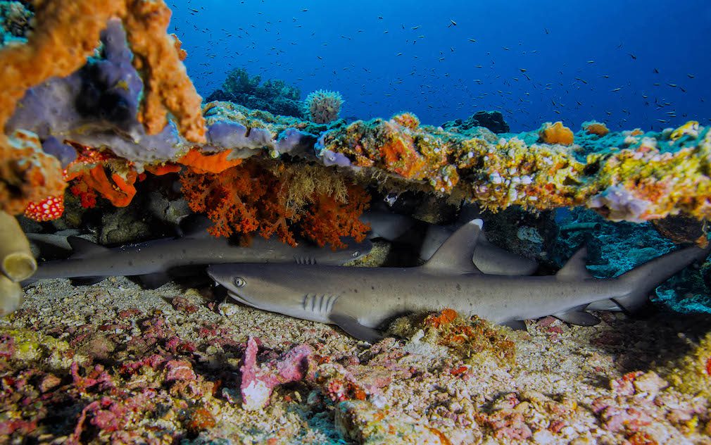 white tip shark bangka