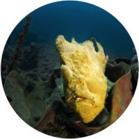 giant frogfish lembeh