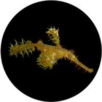 ornate ghost pipefish