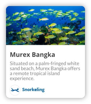 murex bangka snorkeling