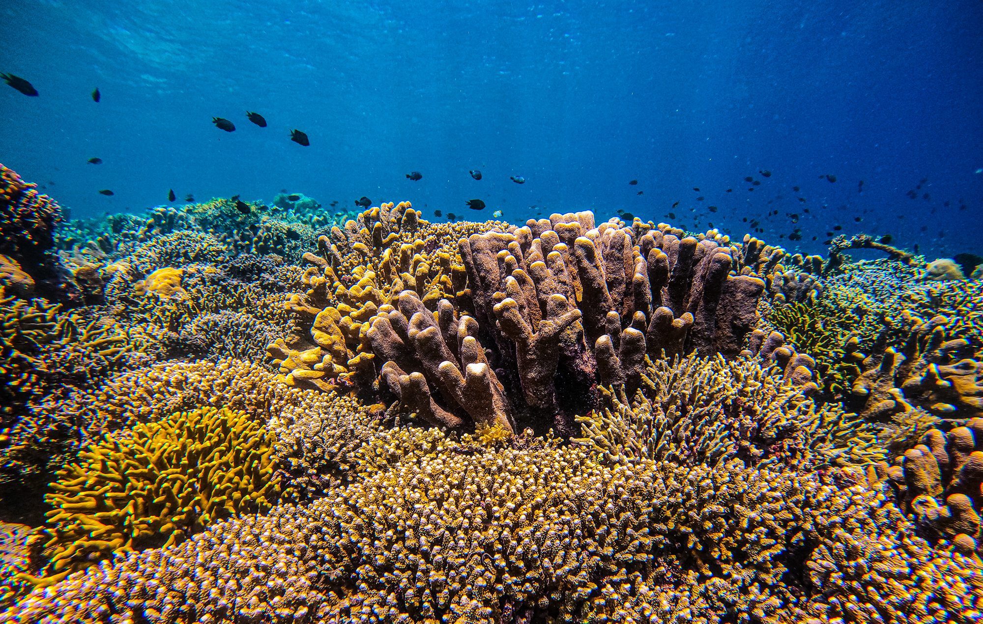 Coral Reefs and school of fish at Bunaken