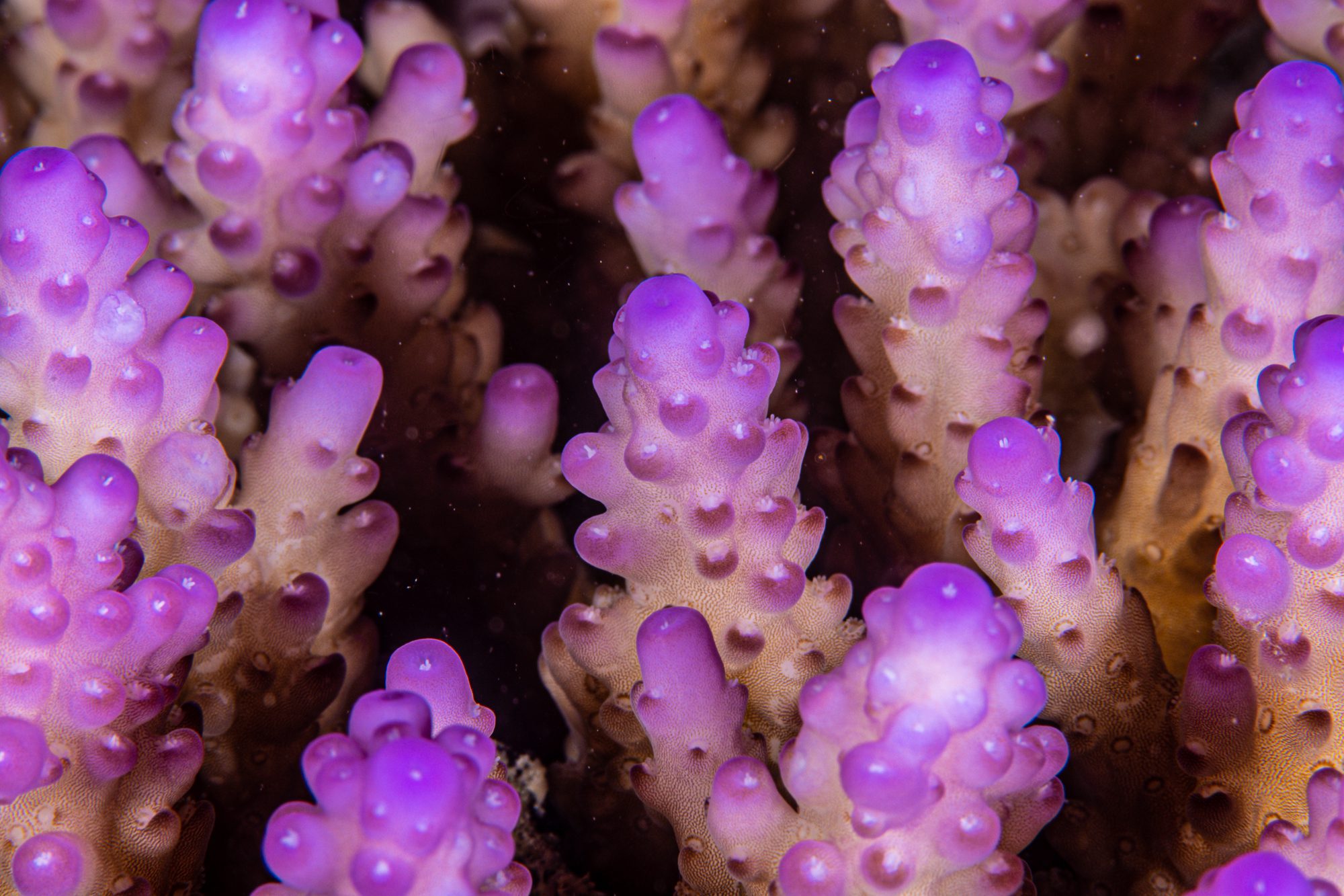 A close-up image of pinkish Acropora rosaria from around Bangka Island