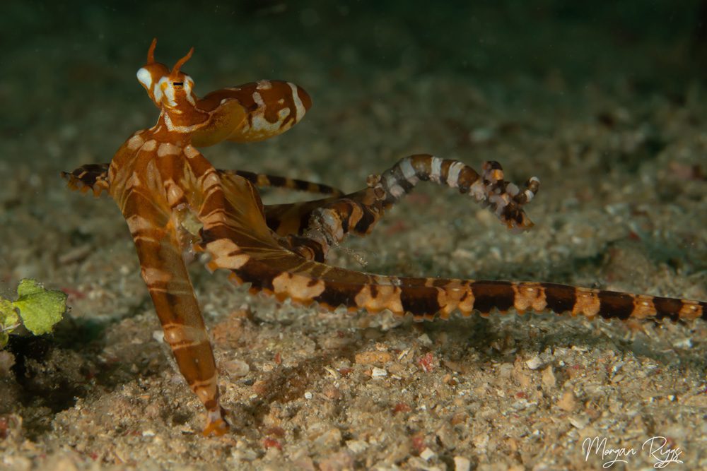 Wunderpus photogenicus above sand