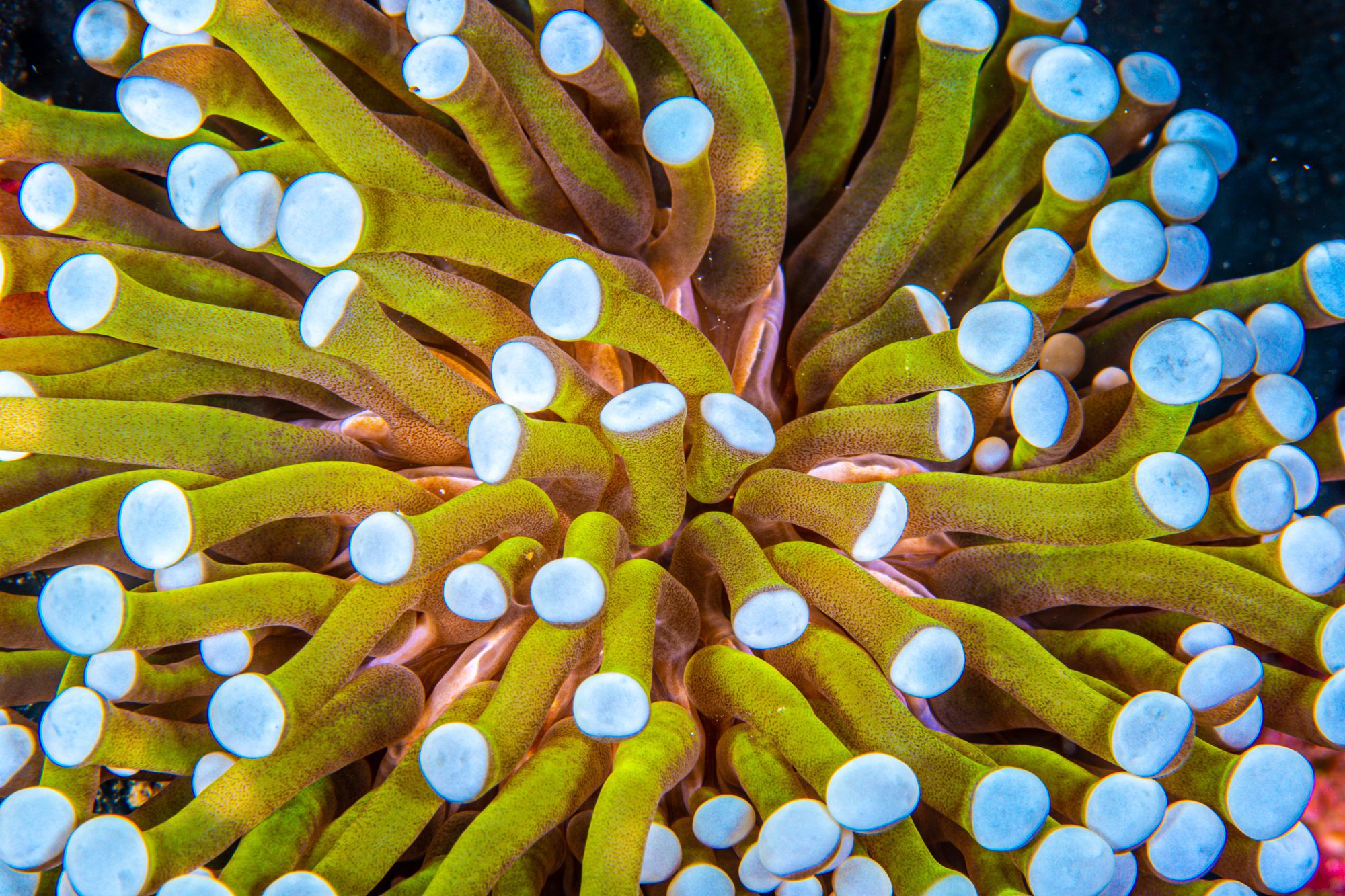 A close-up image of beige, white-tipped Euphyllia glabrescens