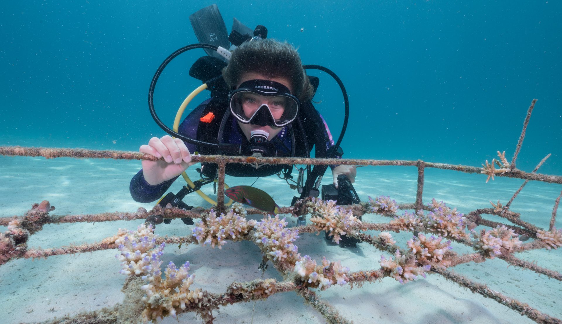 Coral growing frames at Murex Bangka's coral farmnursery