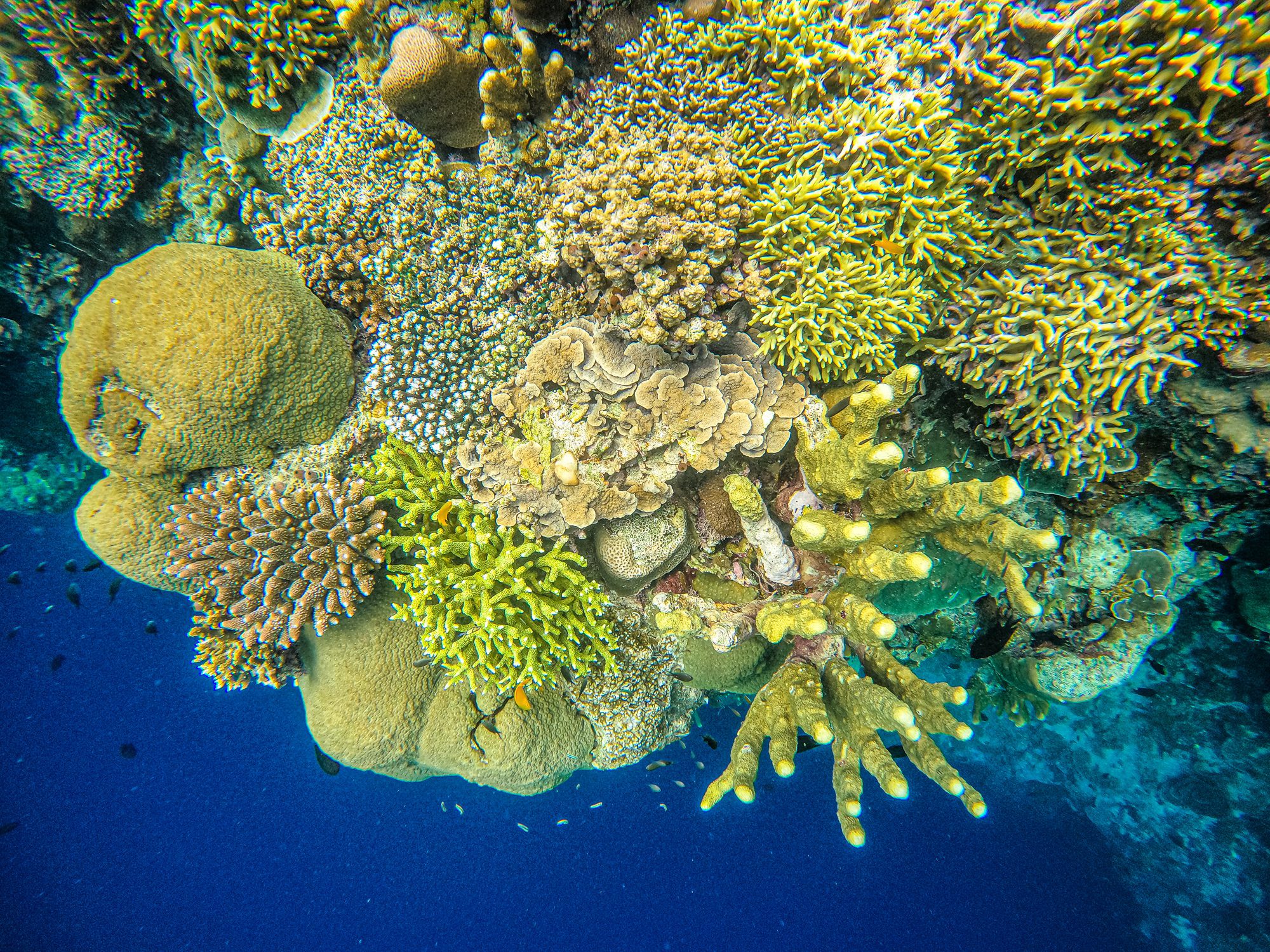 A cluster of hard and soft coral reefs on the coral walls around Bunaken Island