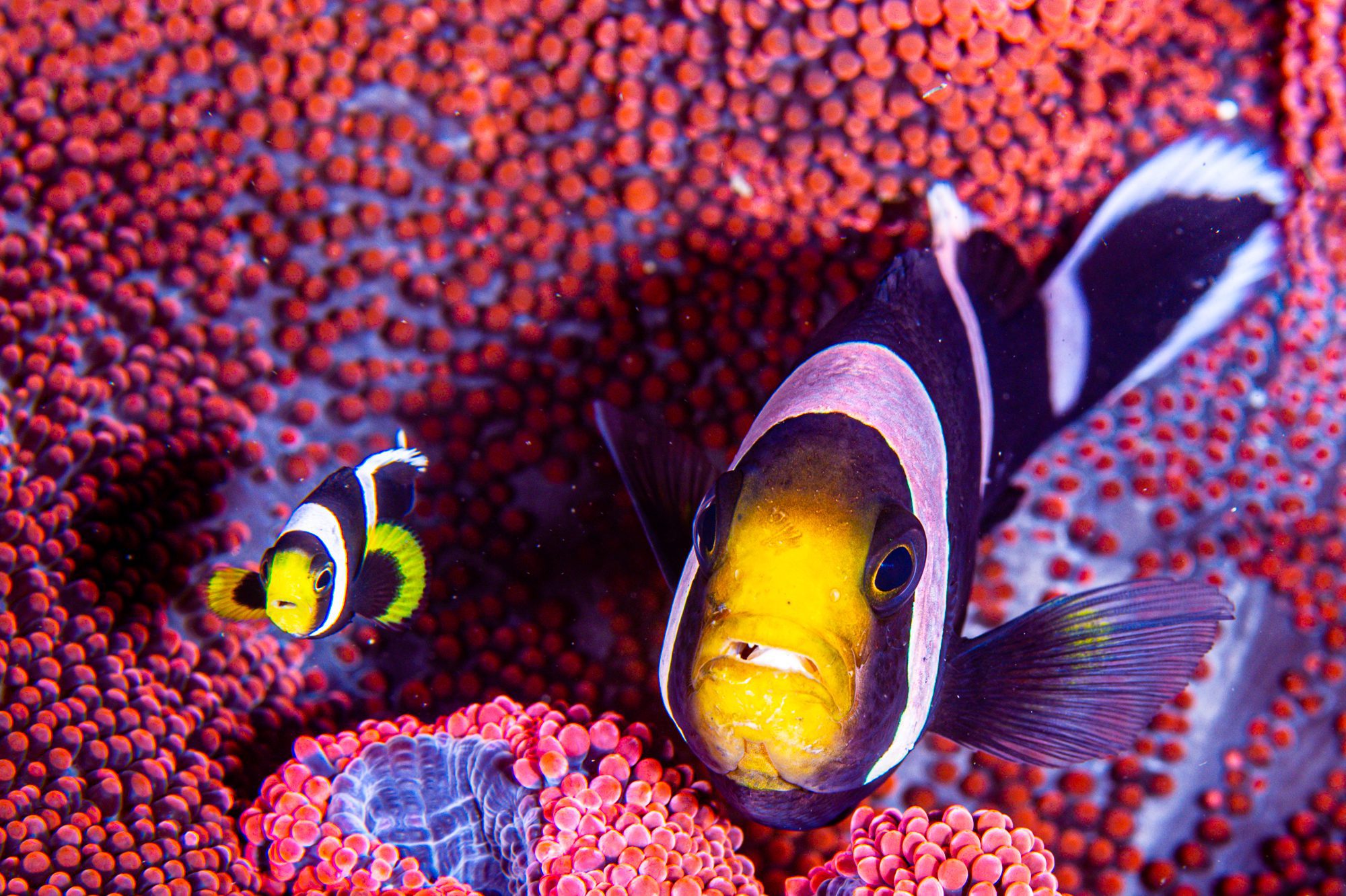 Two Amphiprion sebae on top of Stichodactyla gigantea