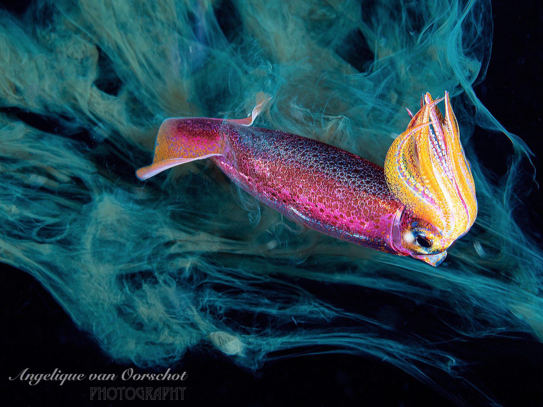 Squid Species in Blackwater diving