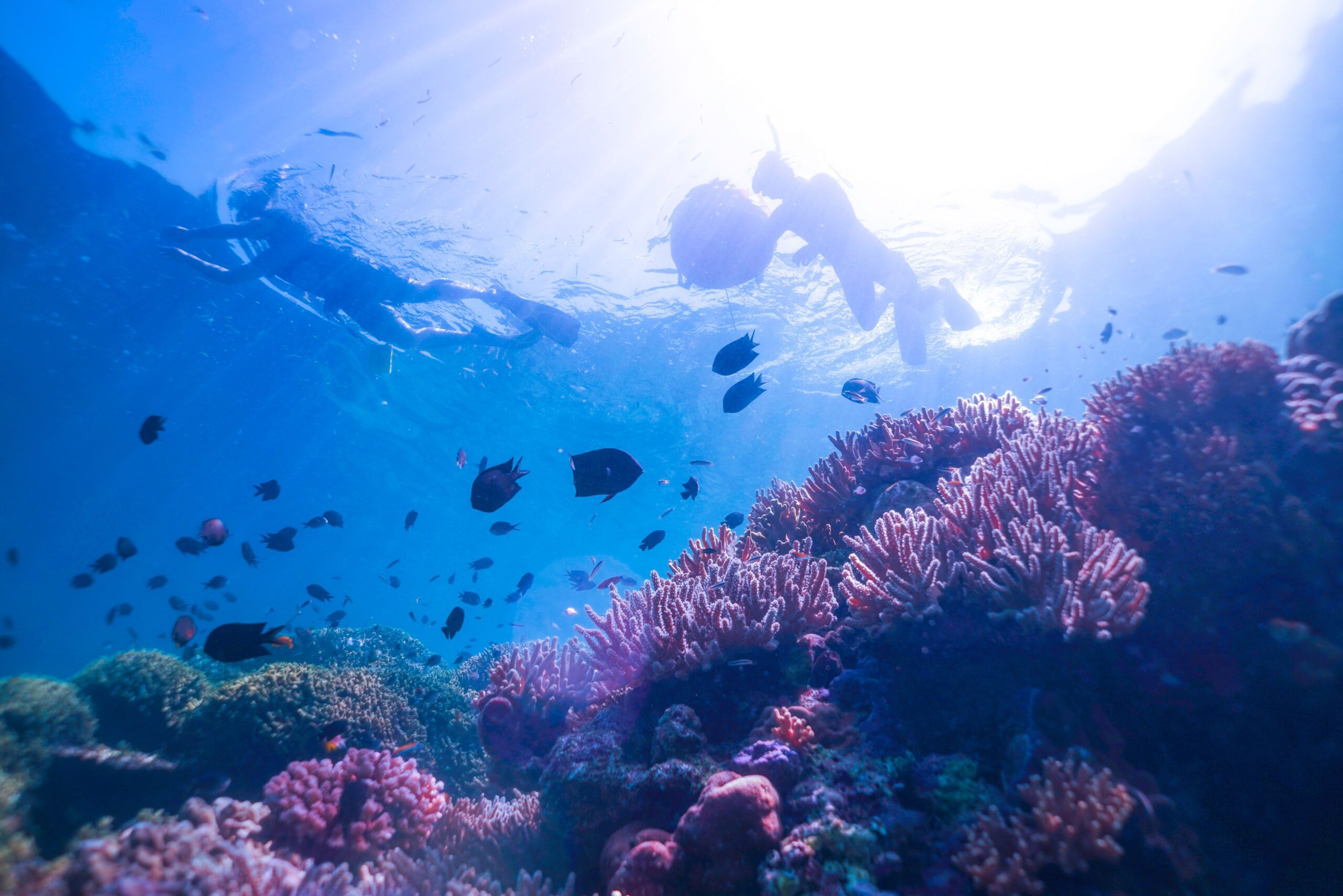 Snorkeling North Sulawesi Bunaken Manado at Murex Resorts. See Beautiful Coral Reef Underwater