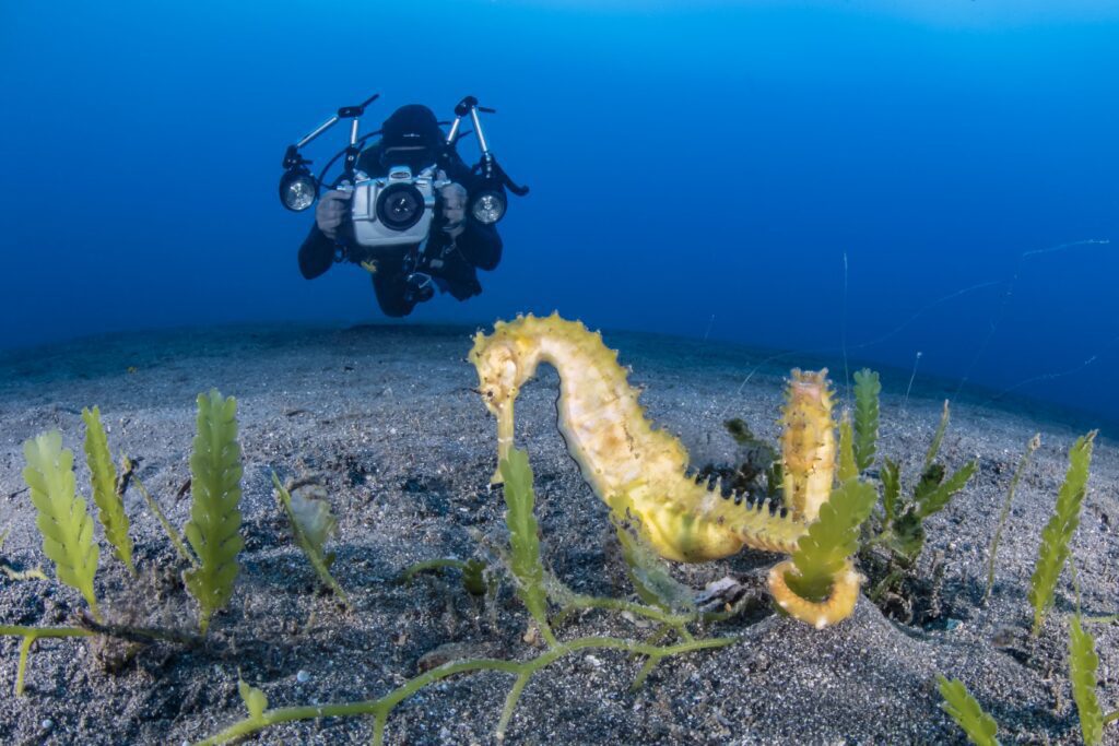 Muck Diving and Underwater Photography in Manado Bay