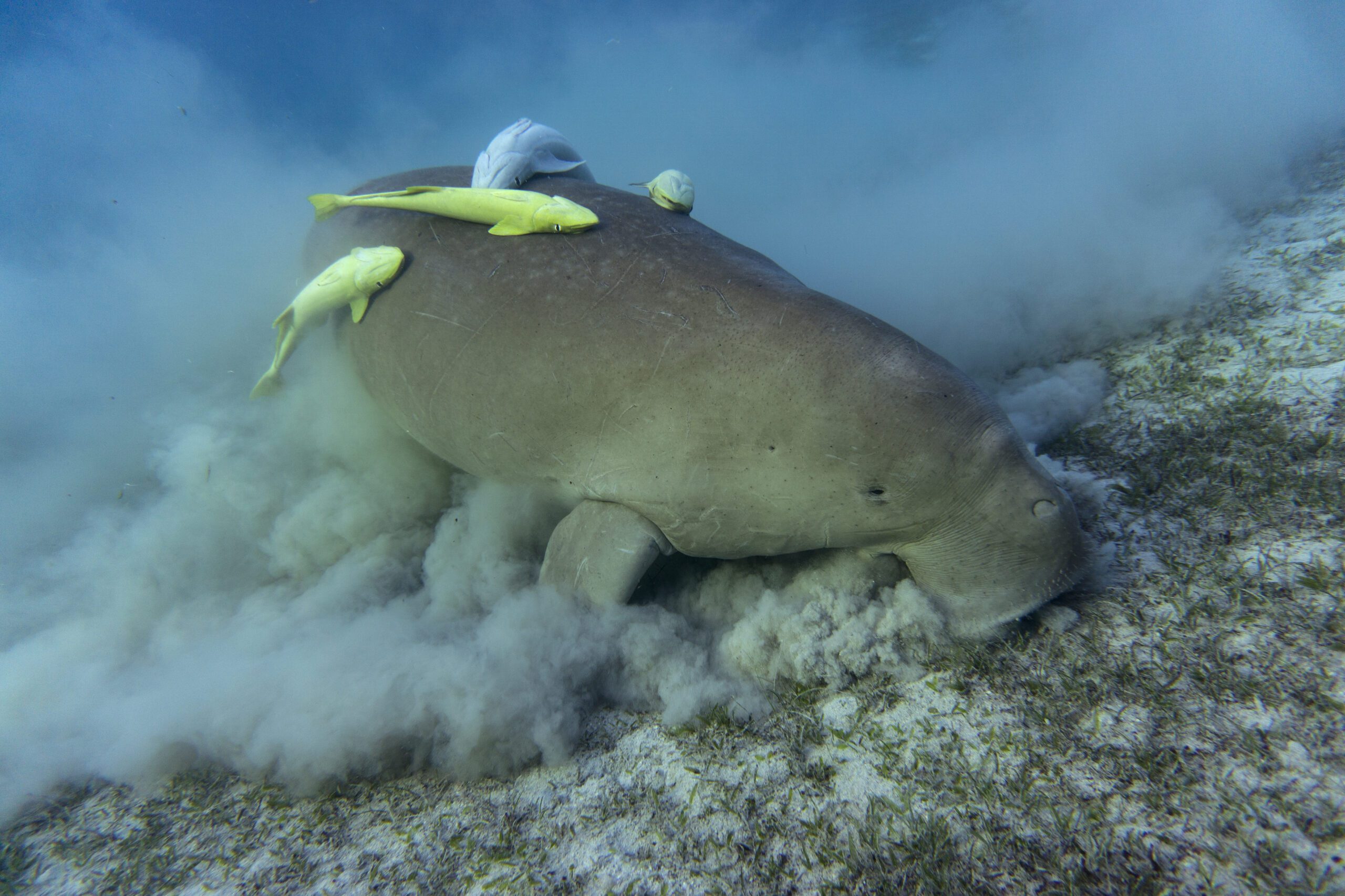 Dugong Eating Seagrass at the Seafloor