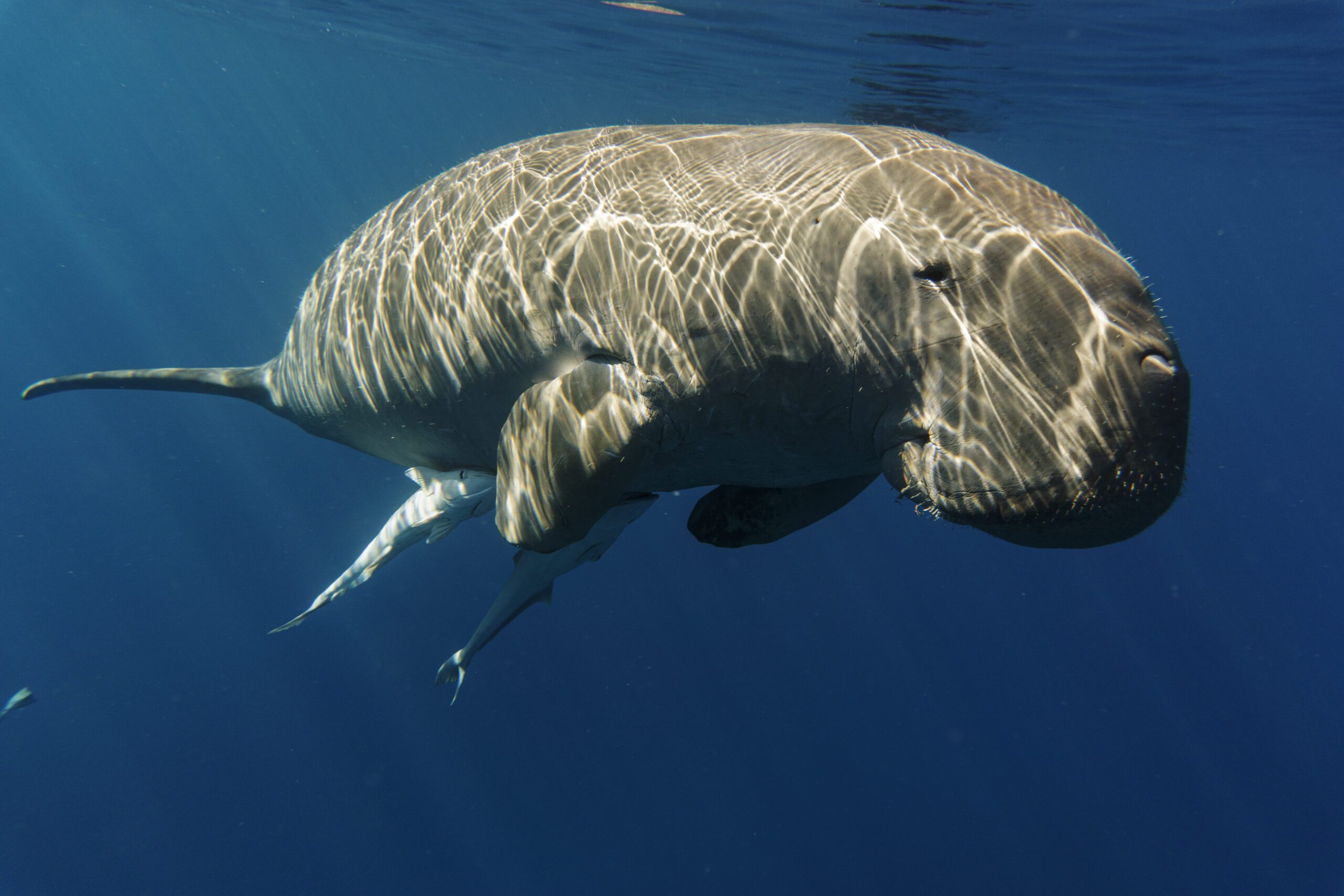 Dugong Swiming in the Sea