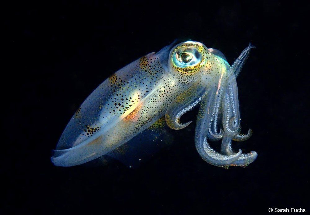 Manado_Bay_Night_dive_Squid Night Diving in Manado Bay