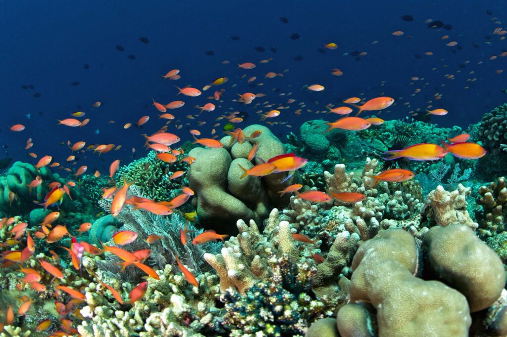 Colourful Anthias in Manado