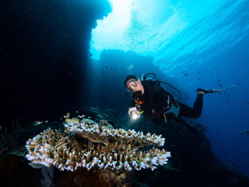 Corals at Manado