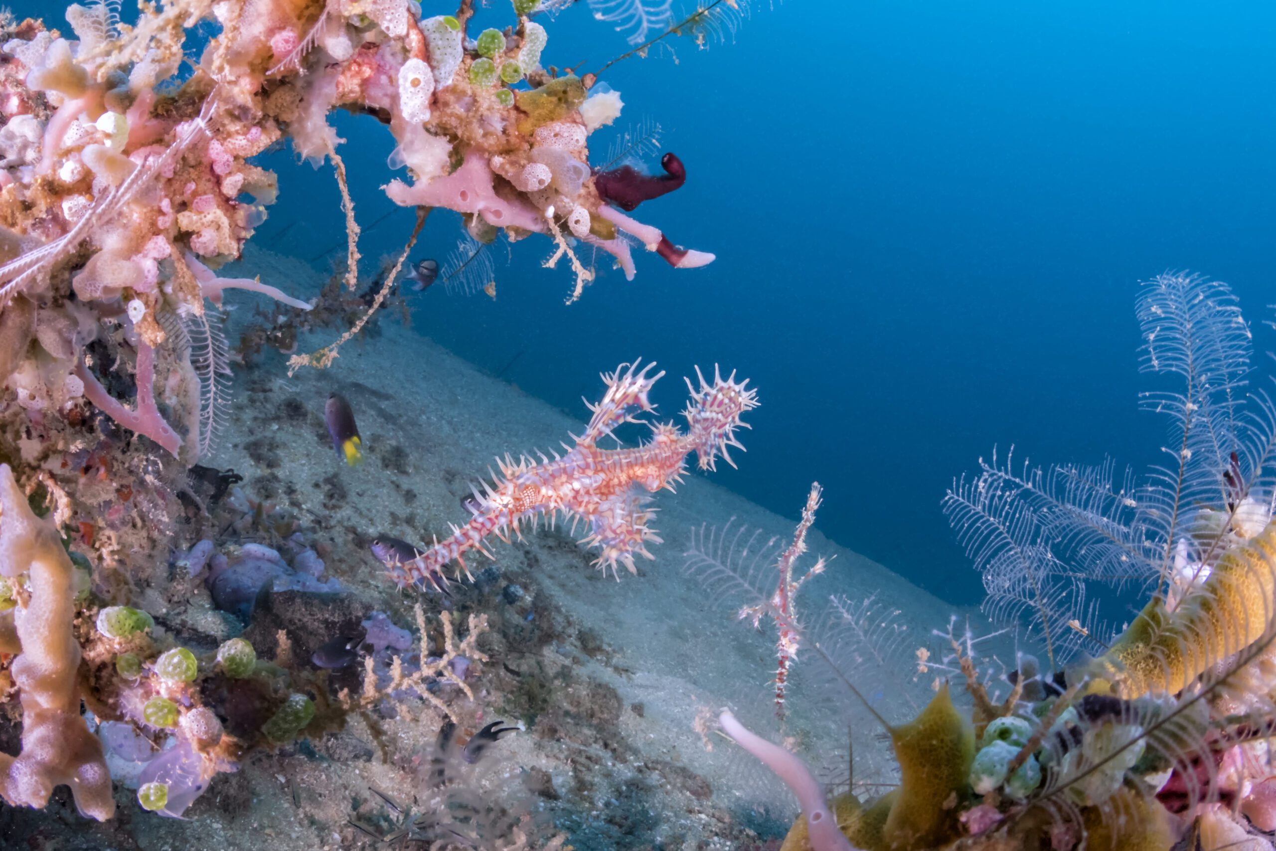 Ghost Pipefish in North Sulawesi