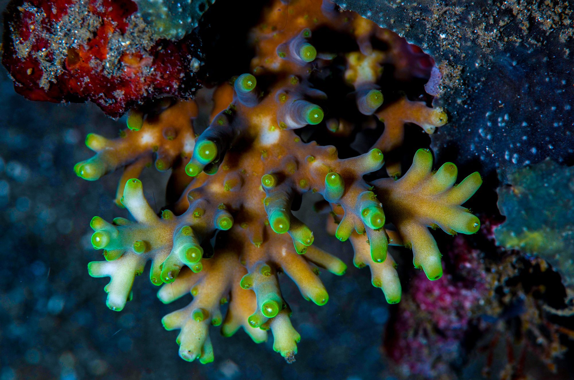 Acropora caroliniana