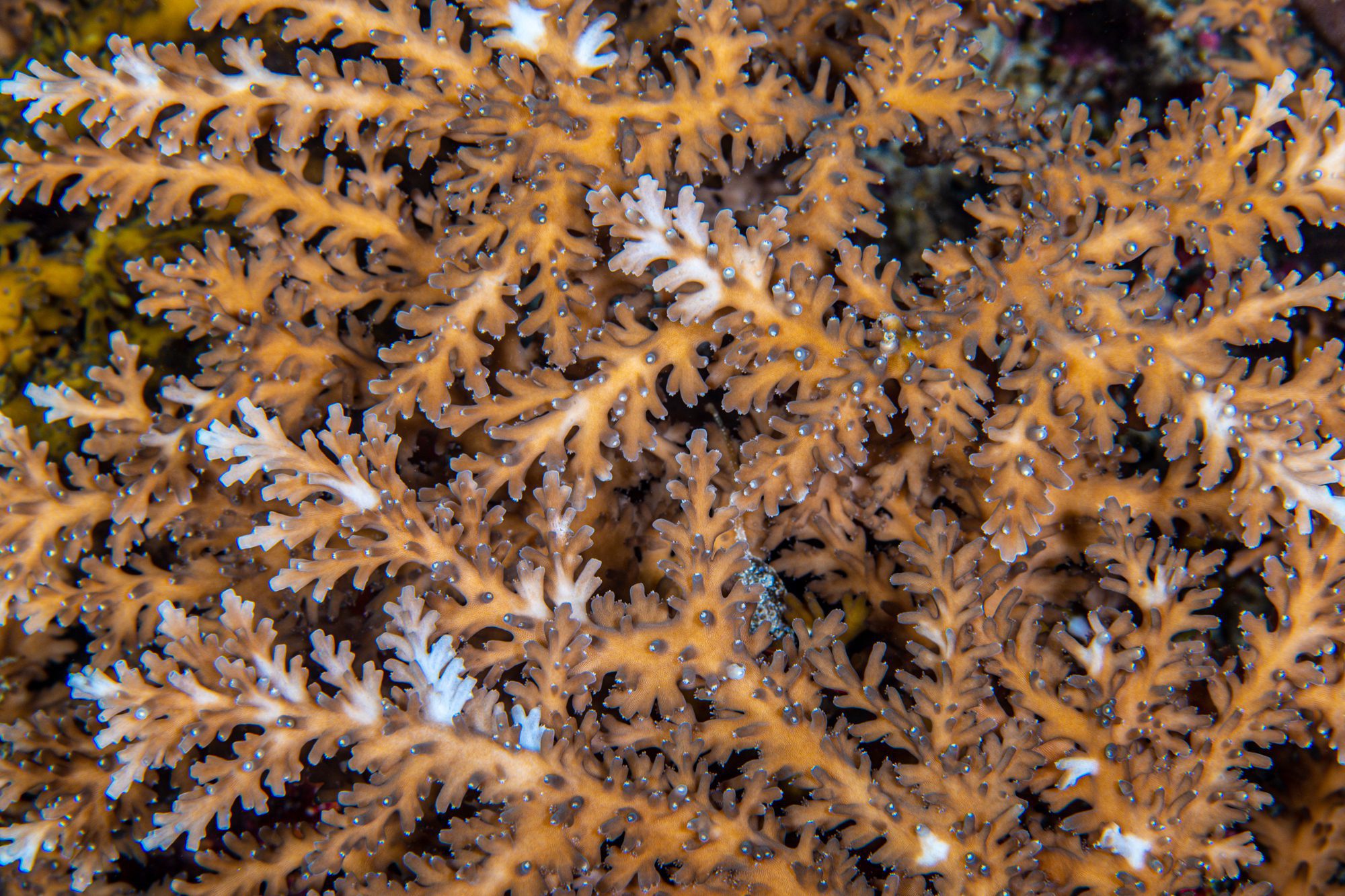 Acropora Tenella