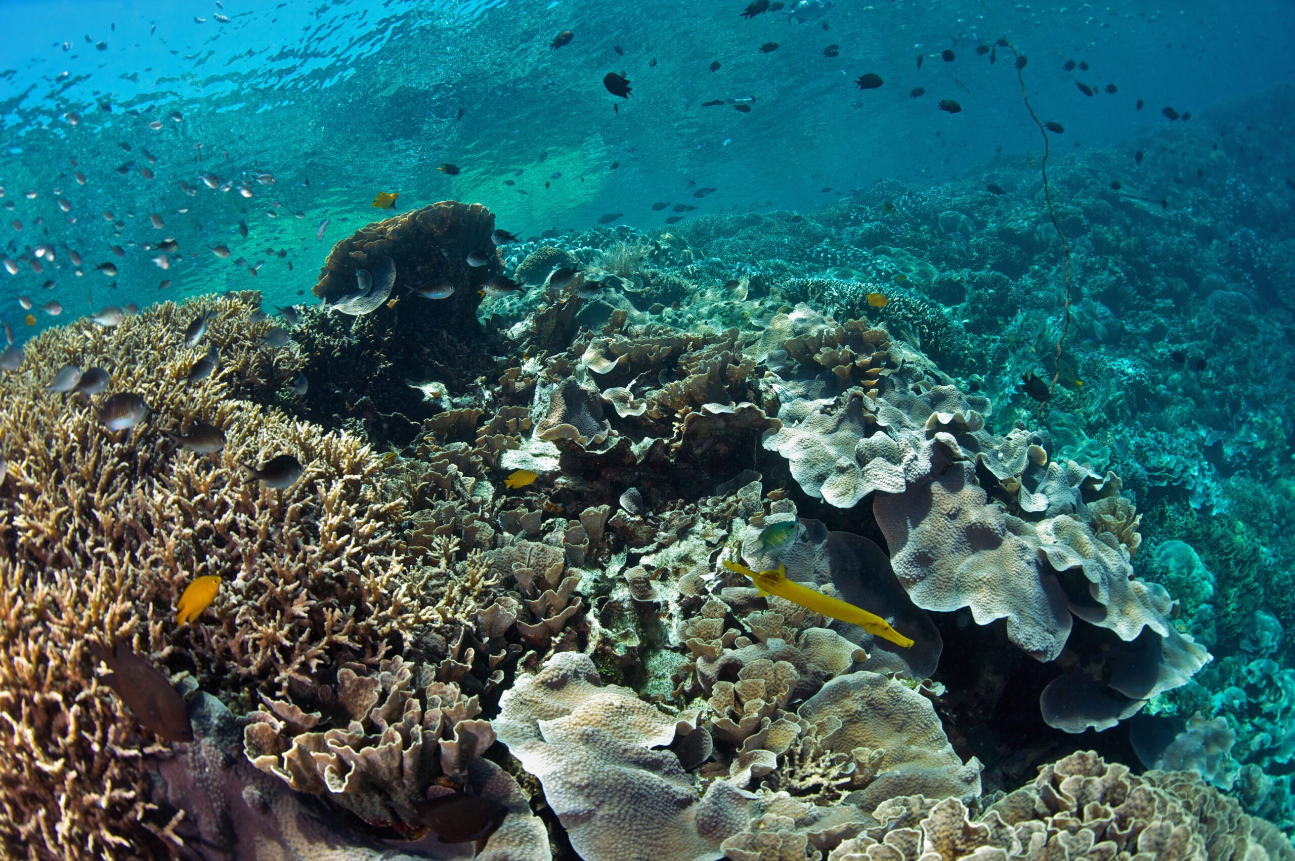 Bunaken, Indonesia Snorkeling Spot