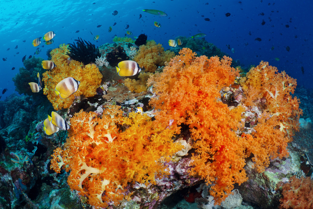 Soft Corals in Bangka, North Sulawesi