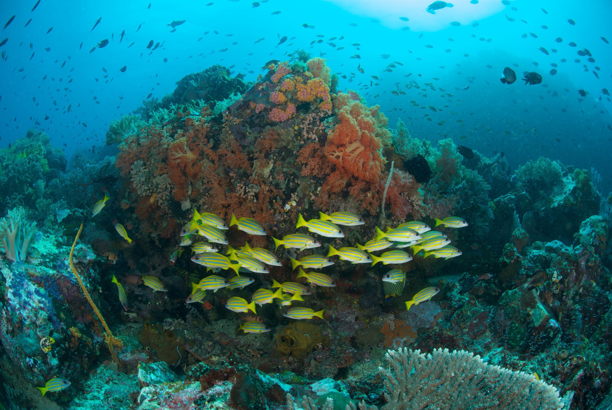 Coral Garden