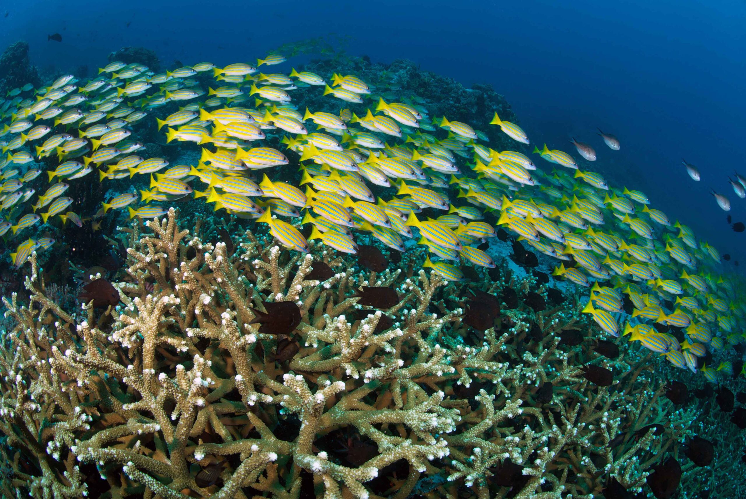 Hard corals and snapper school at Murex Bangka