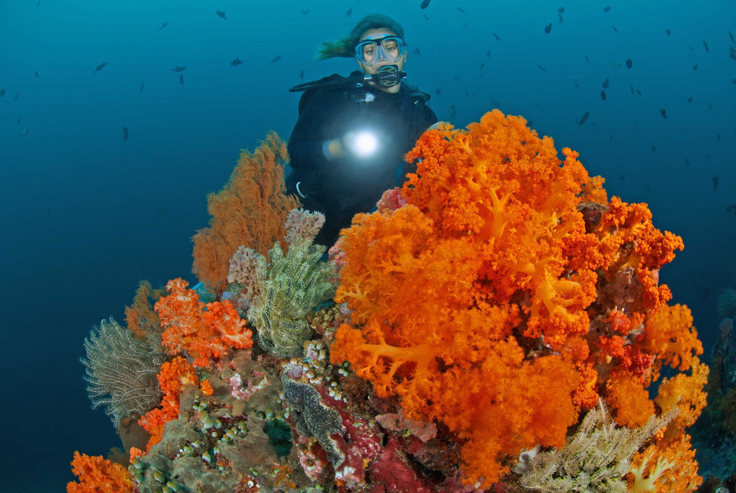 Soft Coral at Murex Bangka