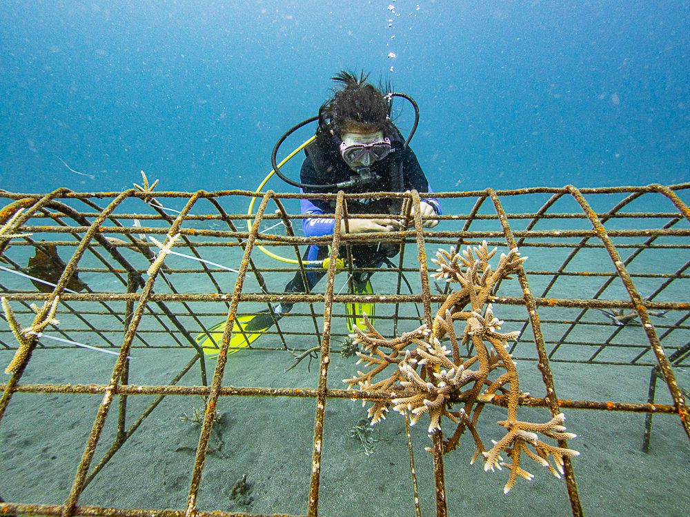 Murex Ocean Gardener