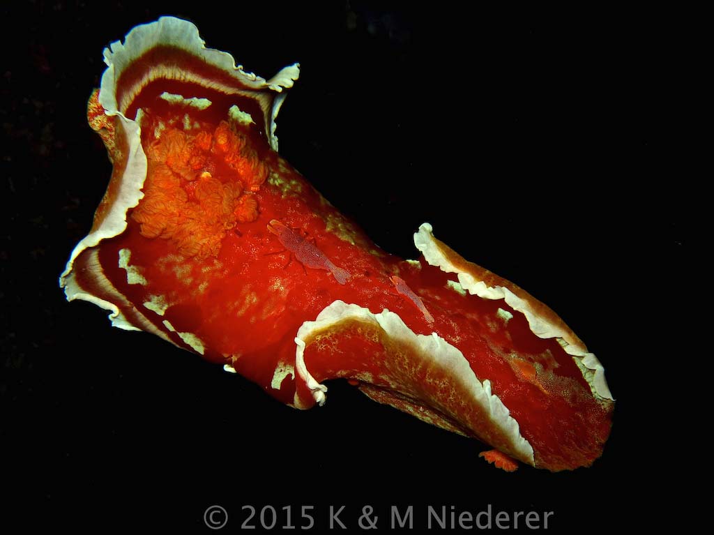 Swimming Spanish Dancer - Hexabranchus sanguineus