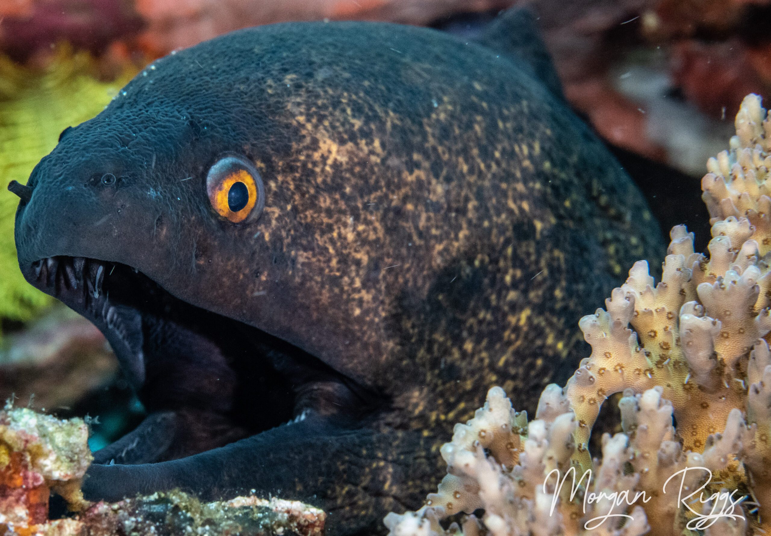 moray eel close up