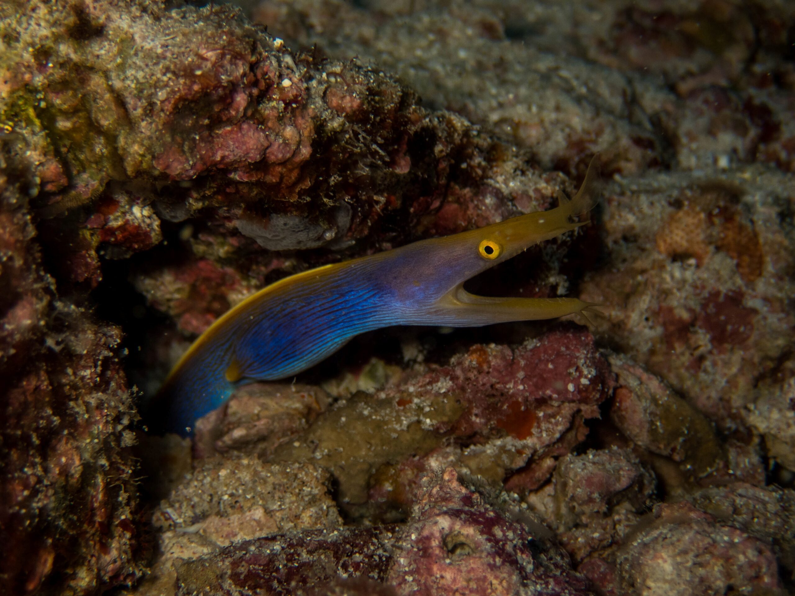 ribbon eel around coral reef