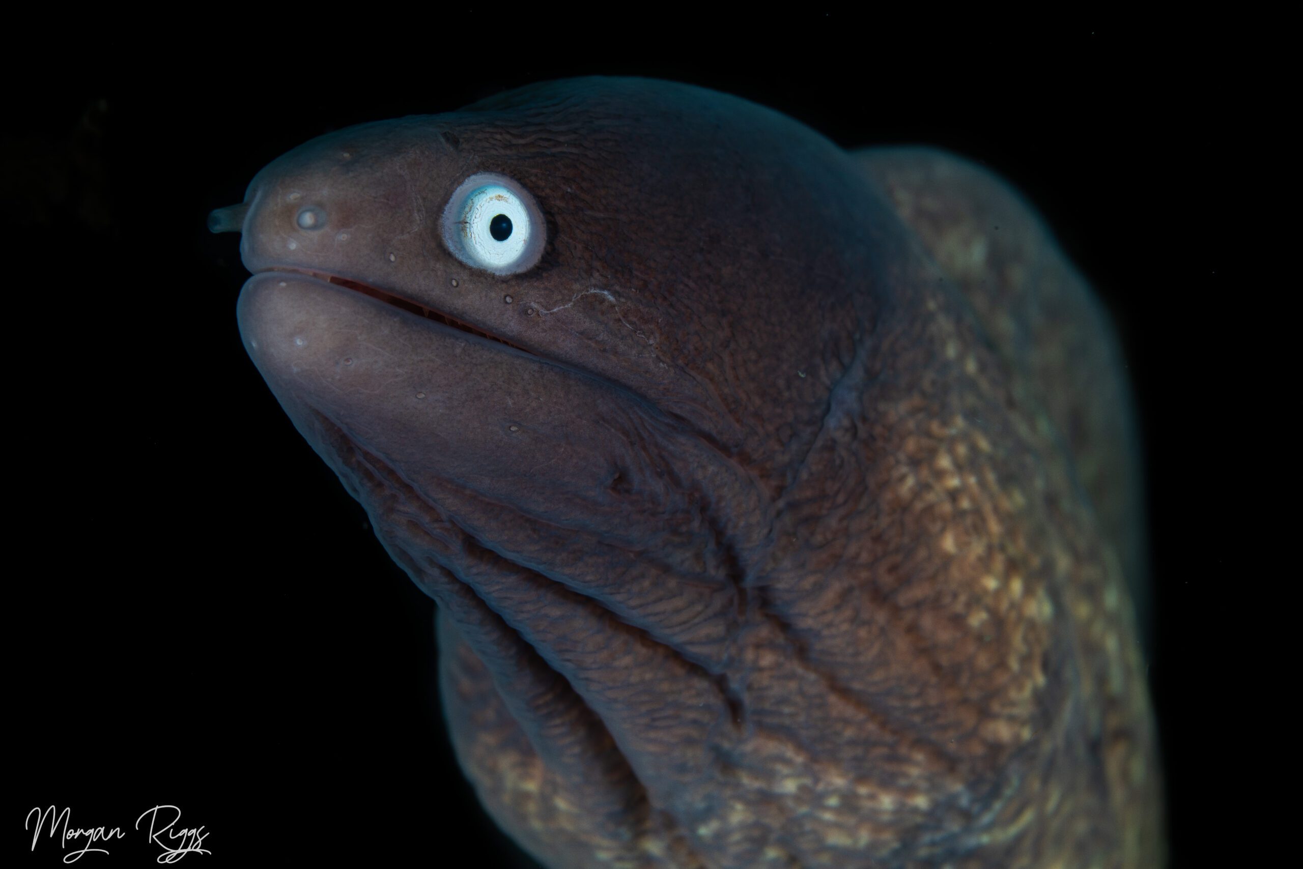 white eyed moray eels