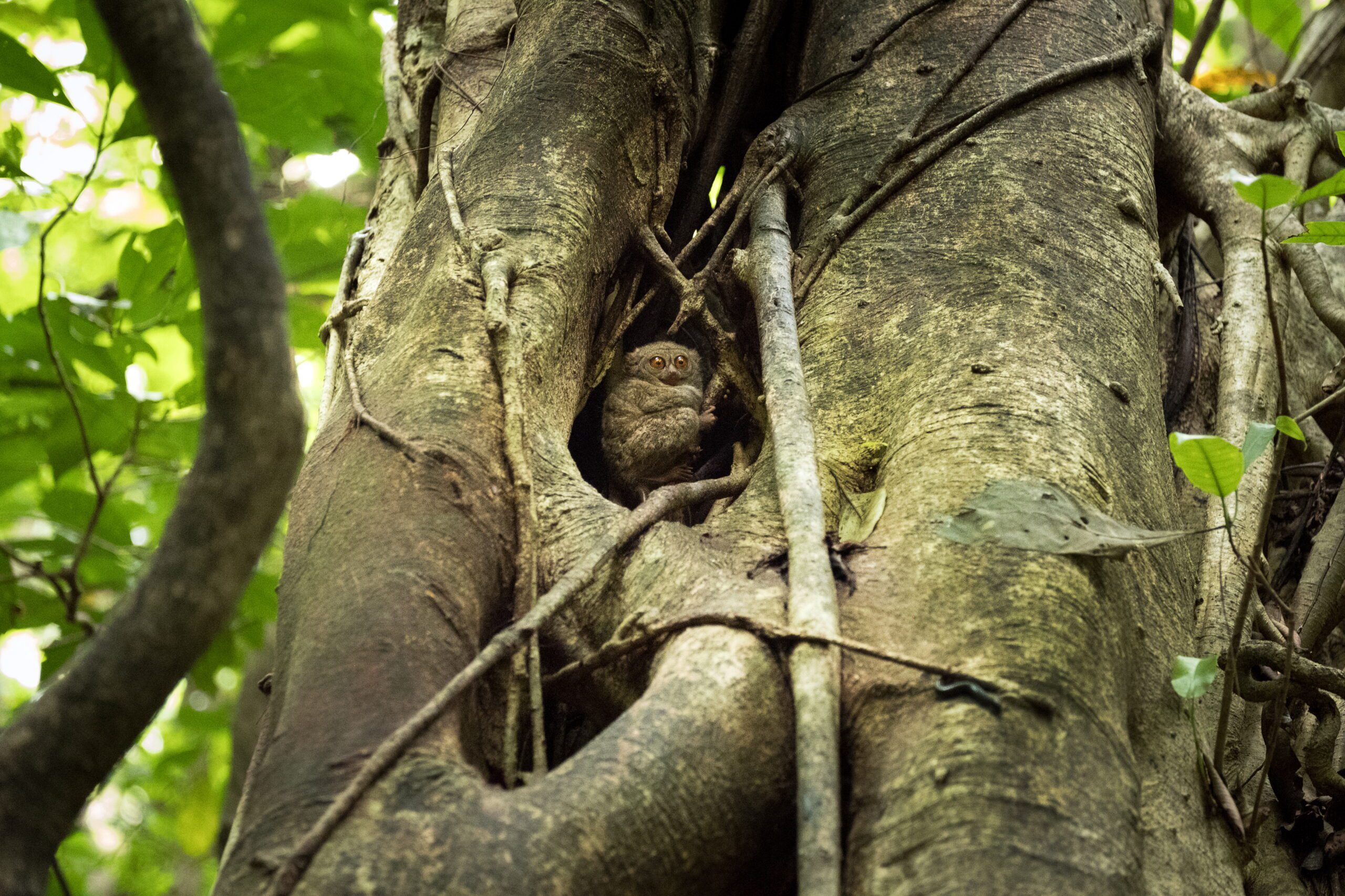 Murex Tangkoko Tours