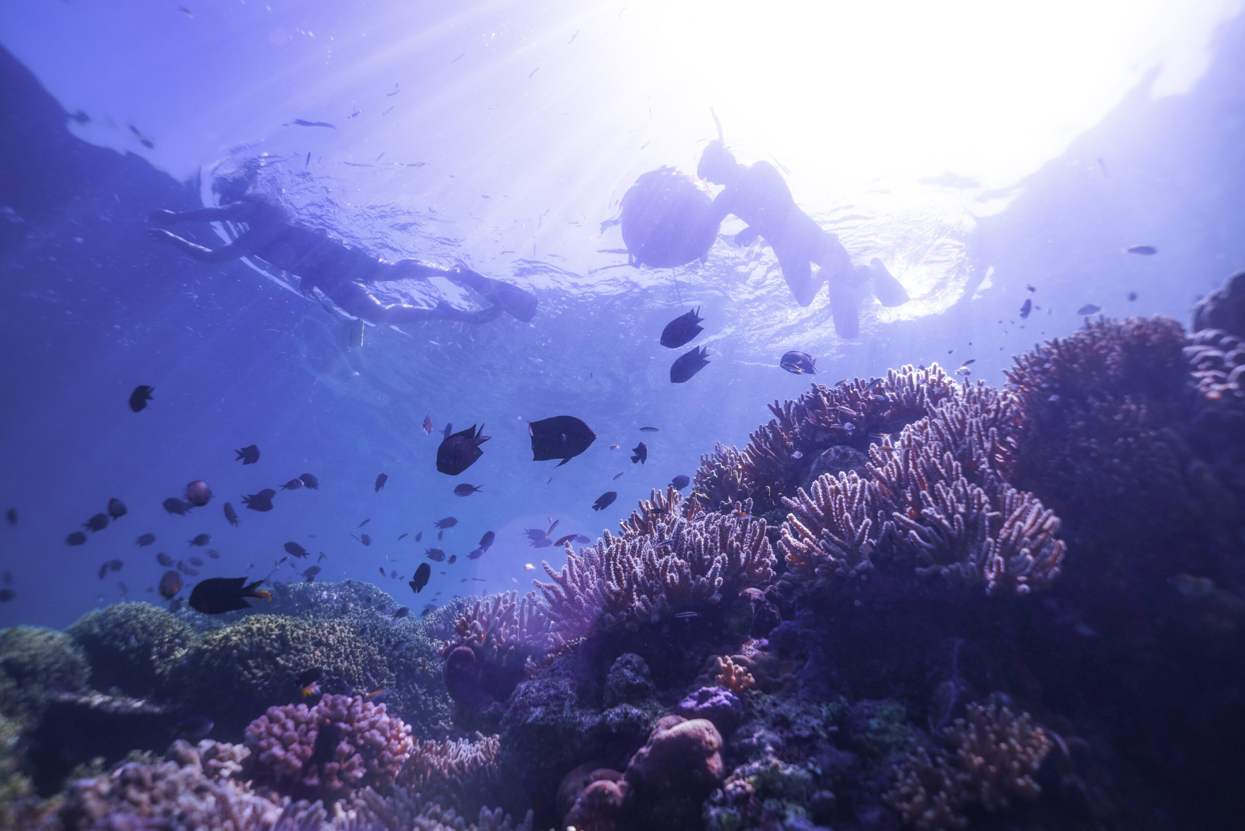 Snorkeling Activity in Bunaken Island