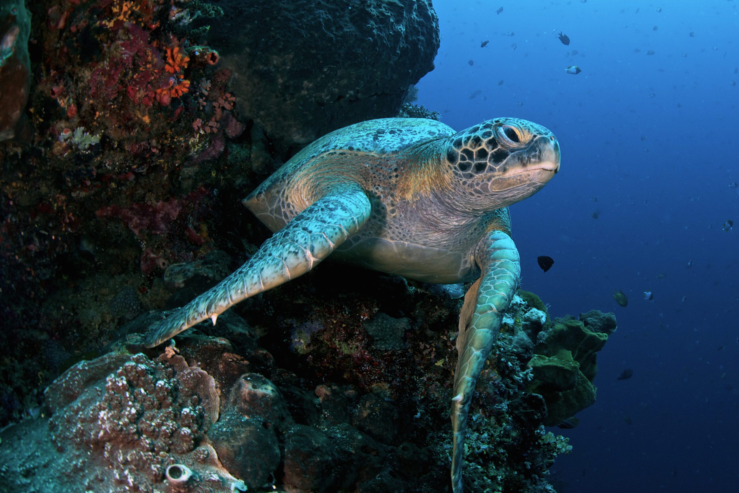 Green Turtle at Bangka Diving spot