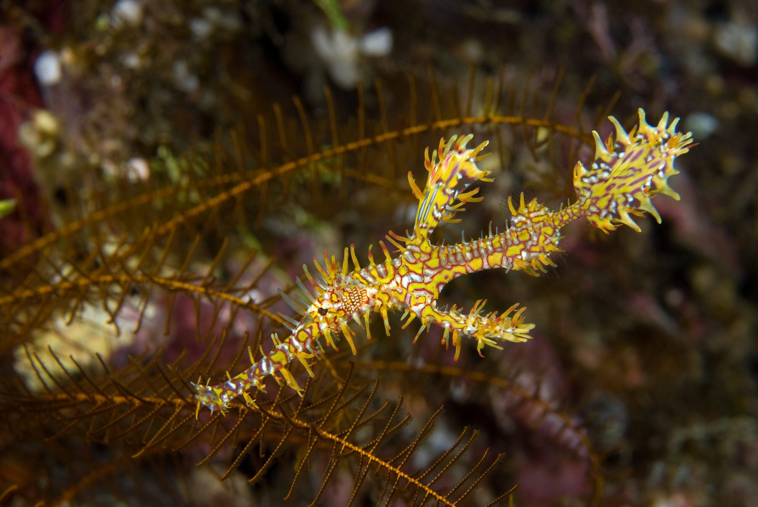 Ghost Pipefish at Bangka