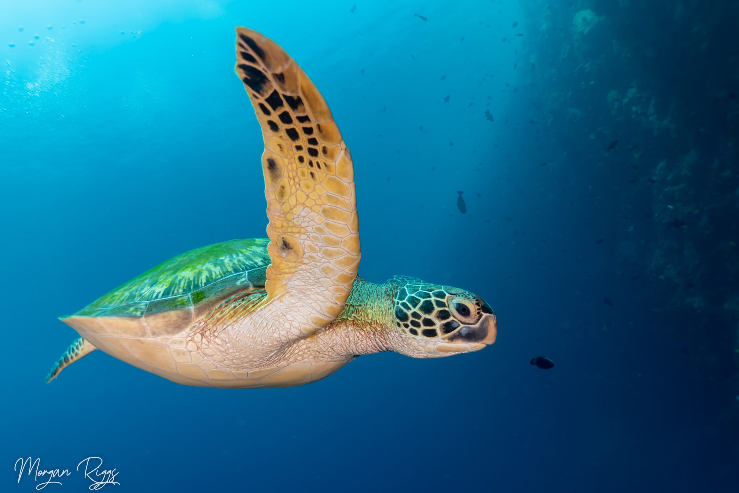 green sea turtles at Bunaken Marine Park