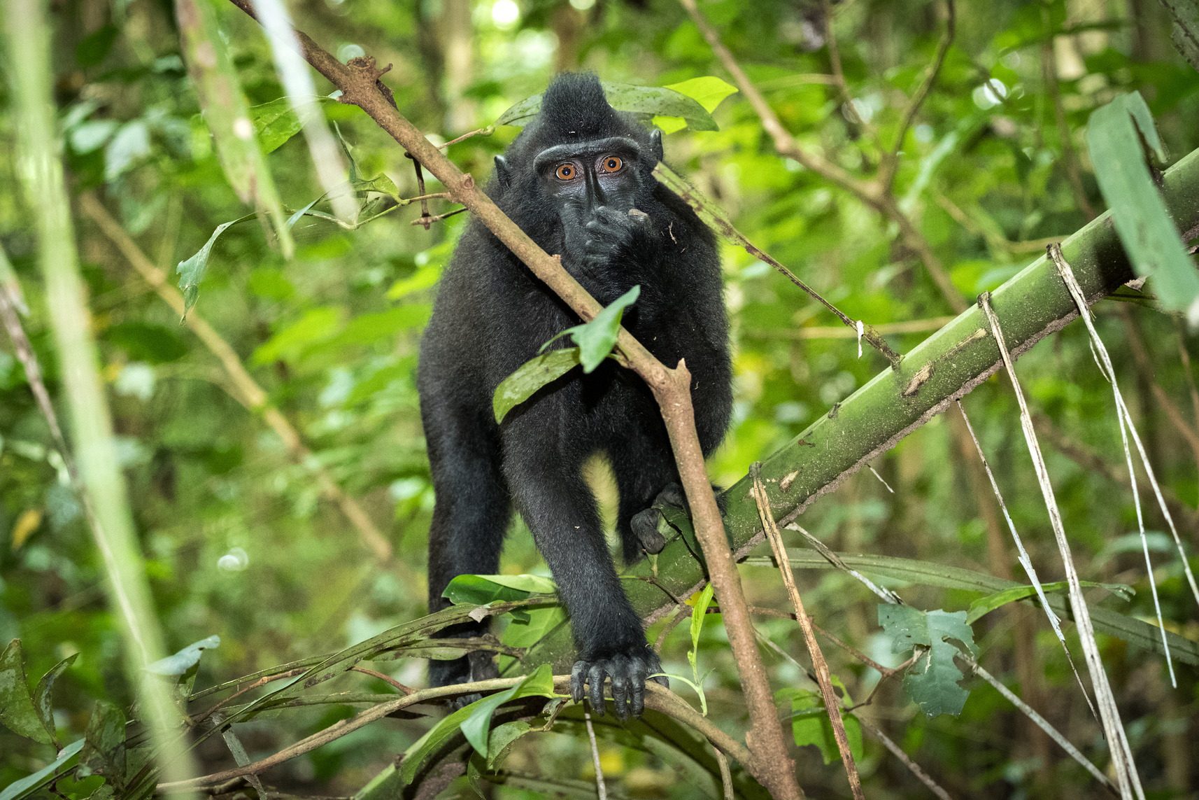 Endemic Species: Celebes Crested Macaque in North Sulawesi