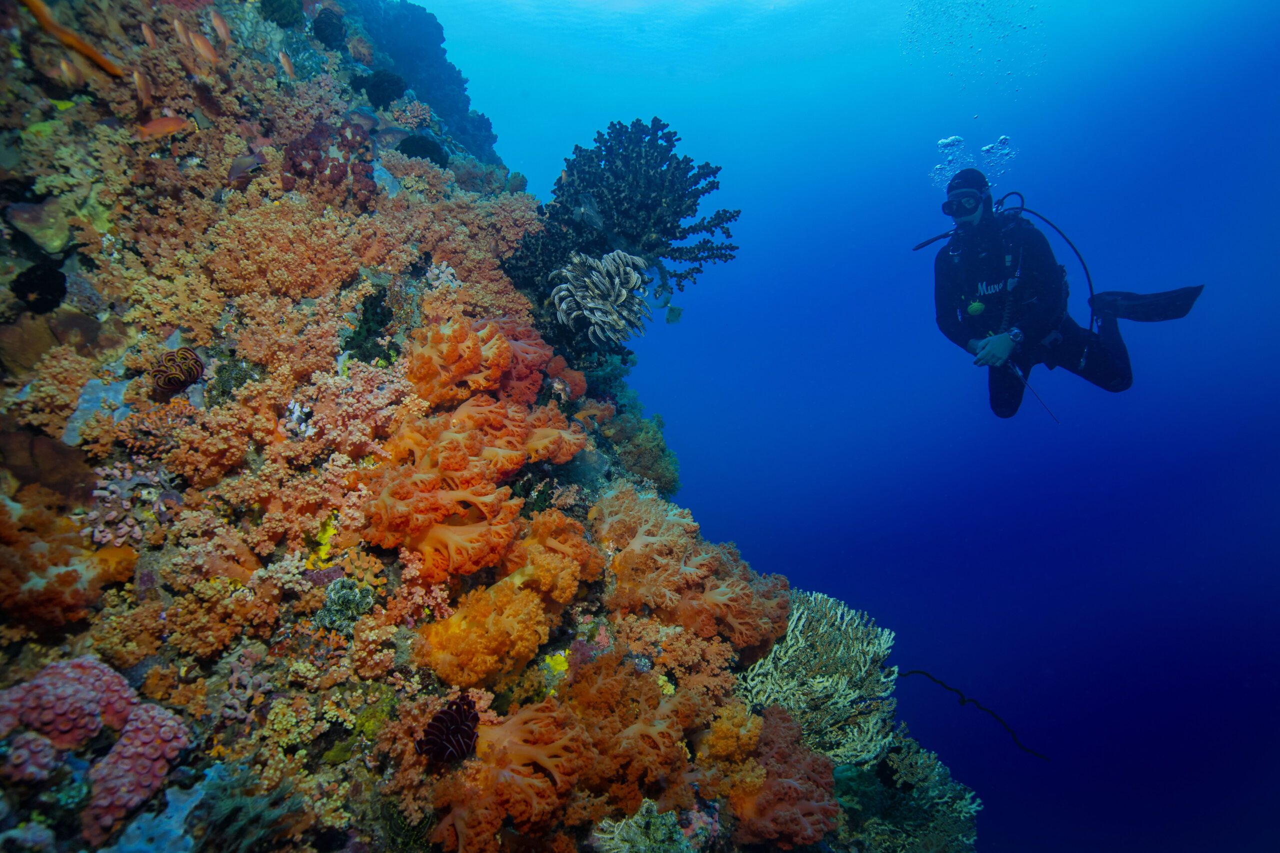 Murex Diving: Bangka Soft Coral