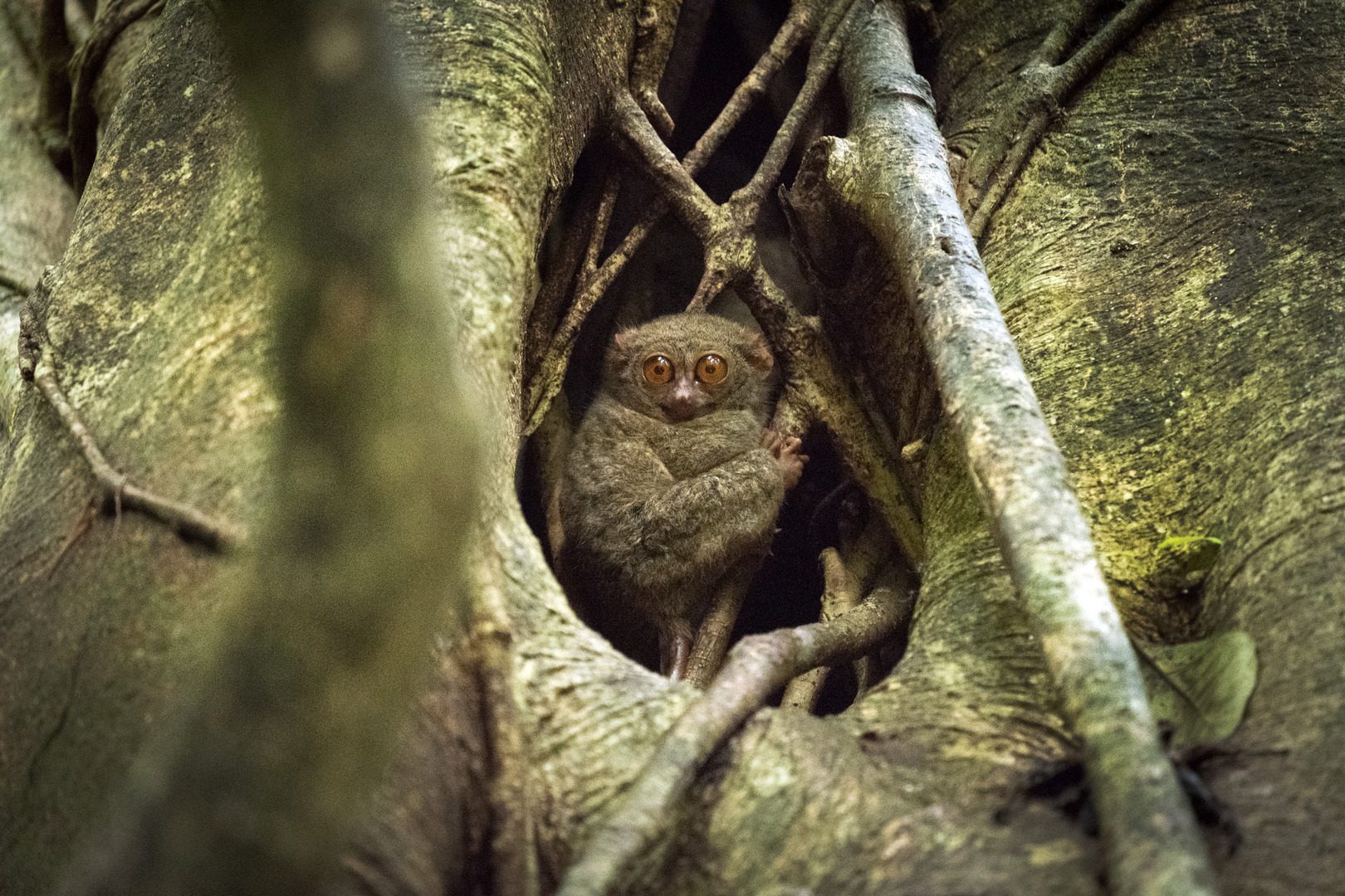 Spectral Tarsier in Tangkoko Nature Reserve, Manado