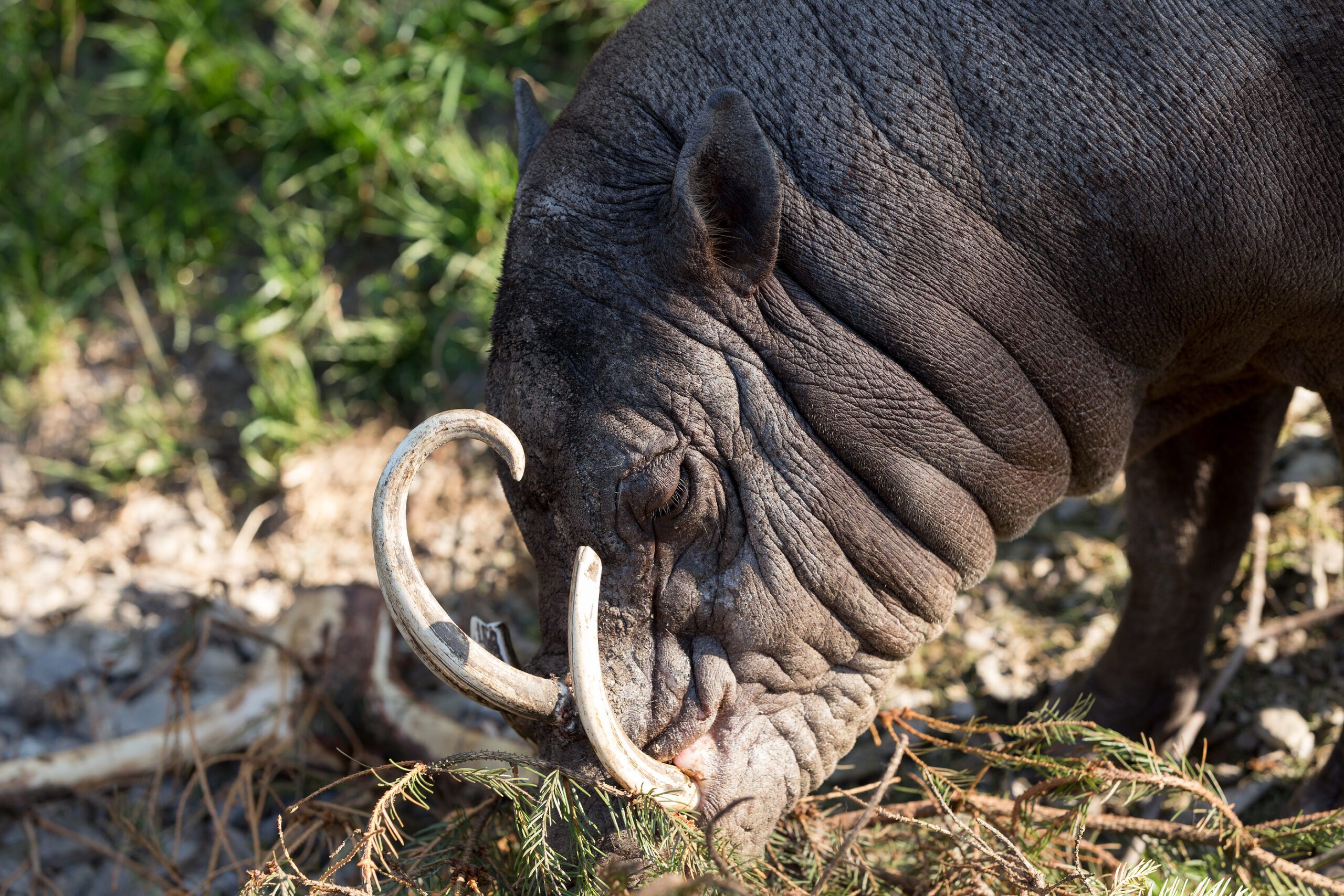 Endemic North Sulawesi mammal babirusa (Babiroussa celebensis)