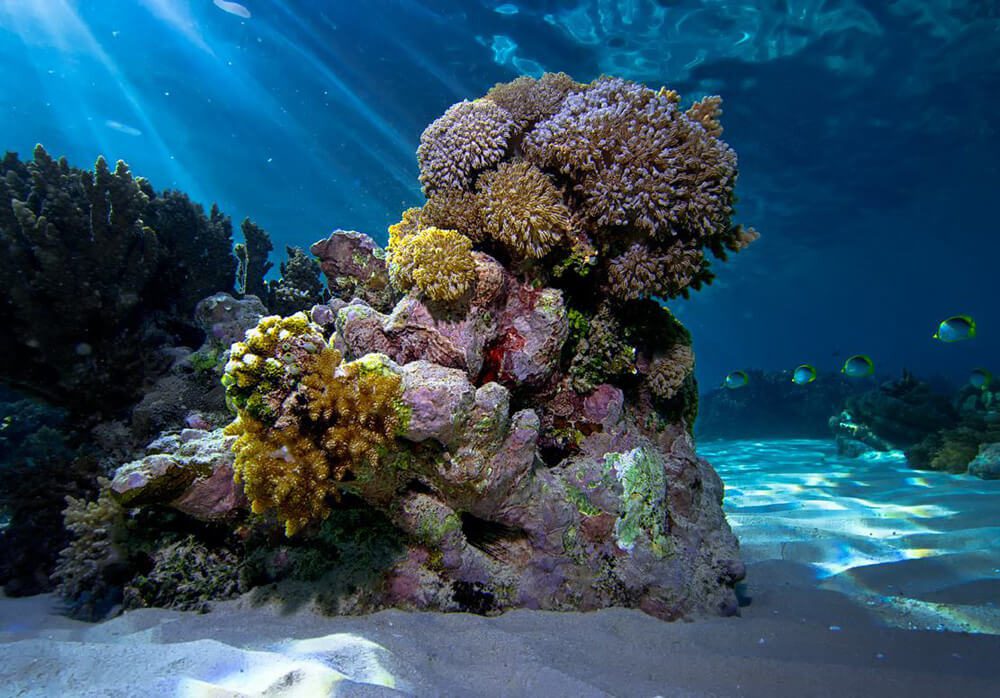 Shallow water corals - Bangka House reef by Axel Harnisch