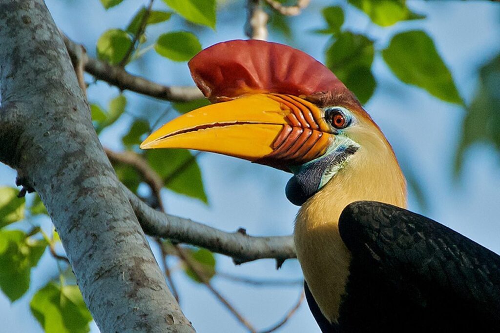 Endemic Species: Hornbill bird in North Sulawesi