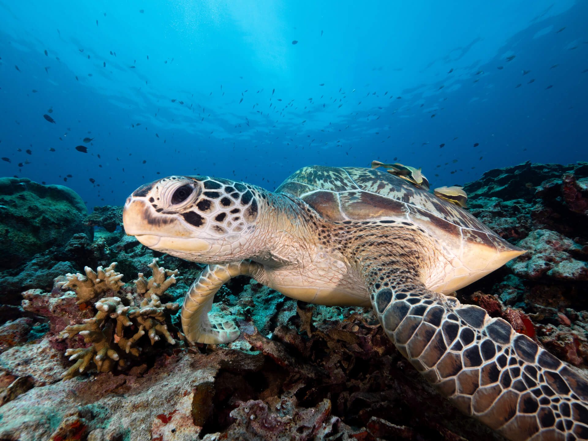 Explore North Sulawesi underwater