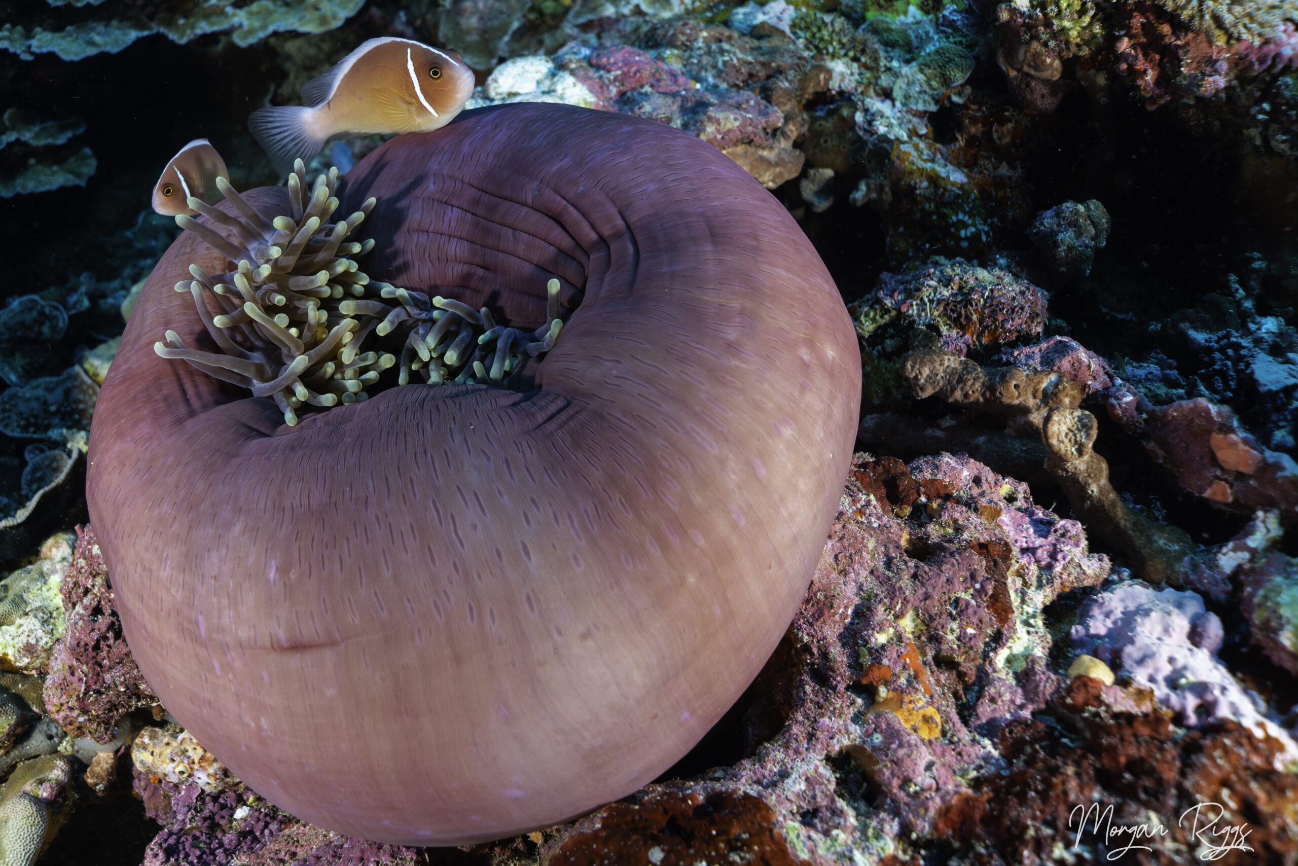 anemone bowl