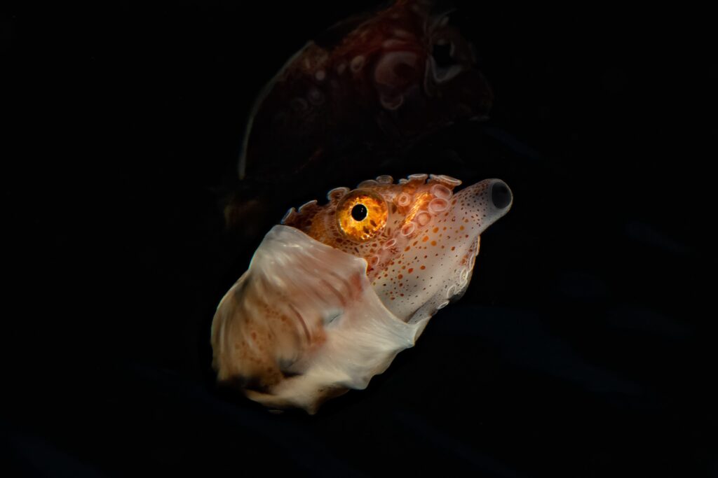 Manado Bay Black Water - Paper Nautilus