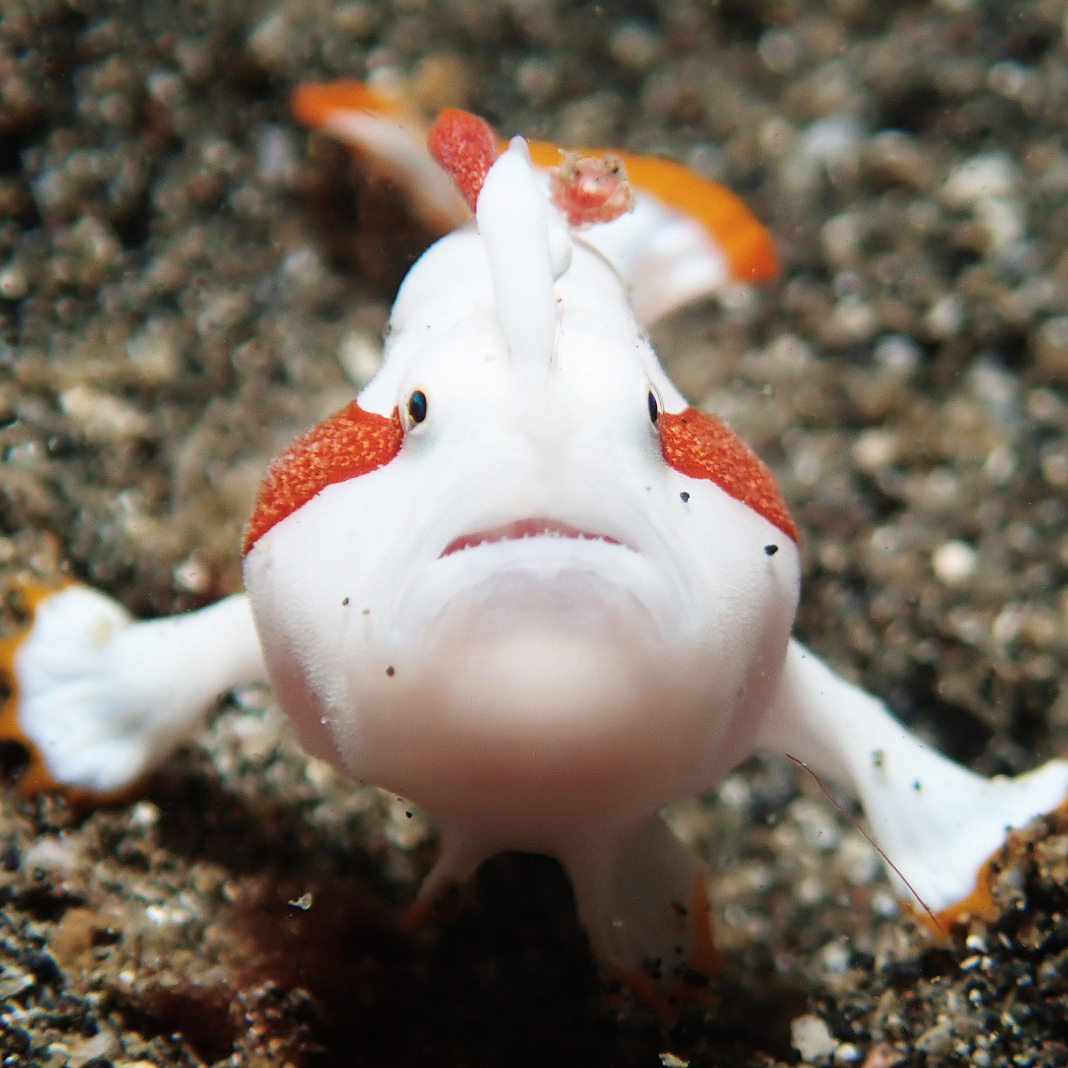 Manado Bay: Clown Frogfish