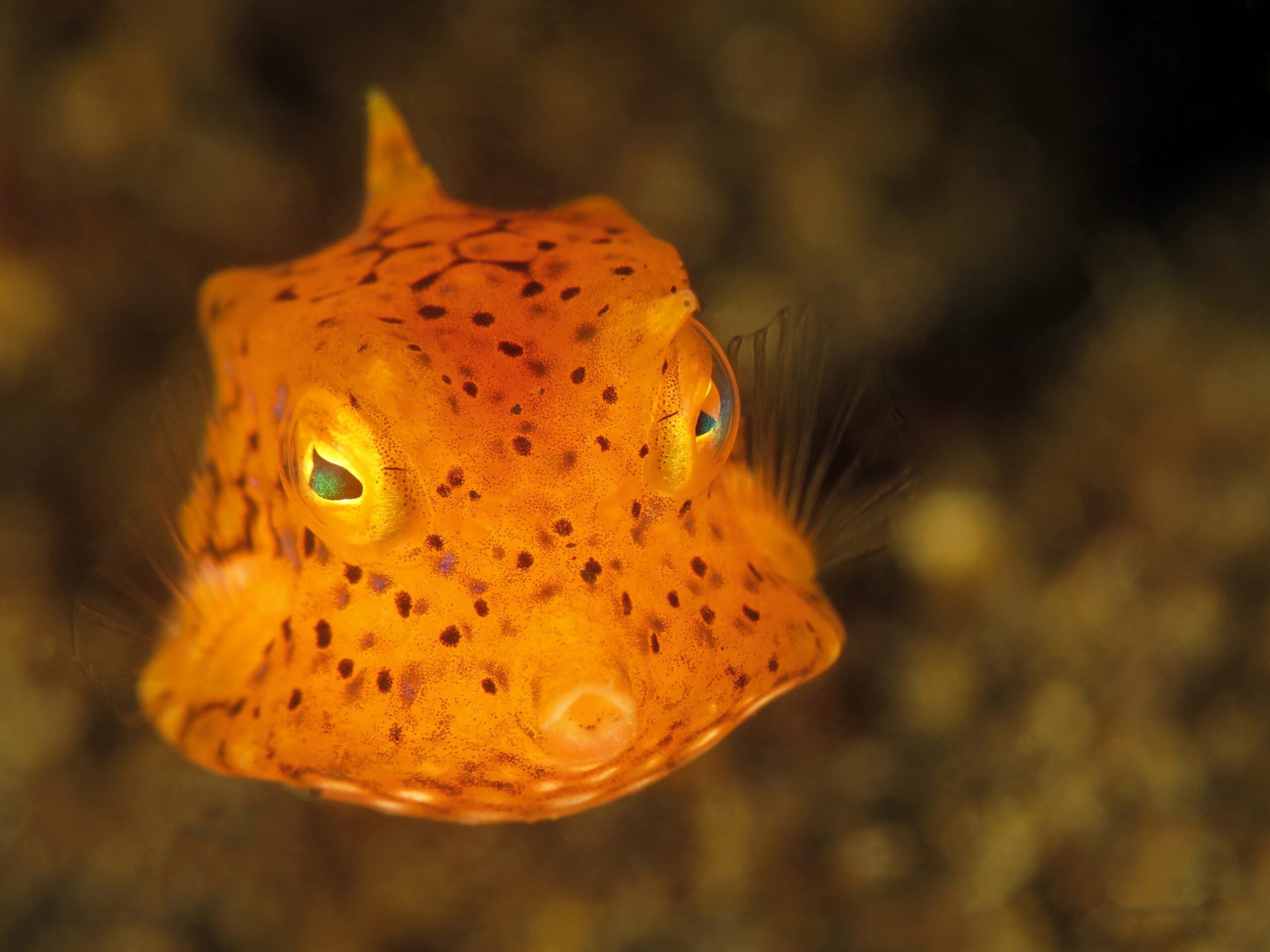 Manado Bay - Cow fish