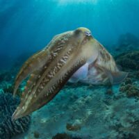Manado Bay: Cuttlefish