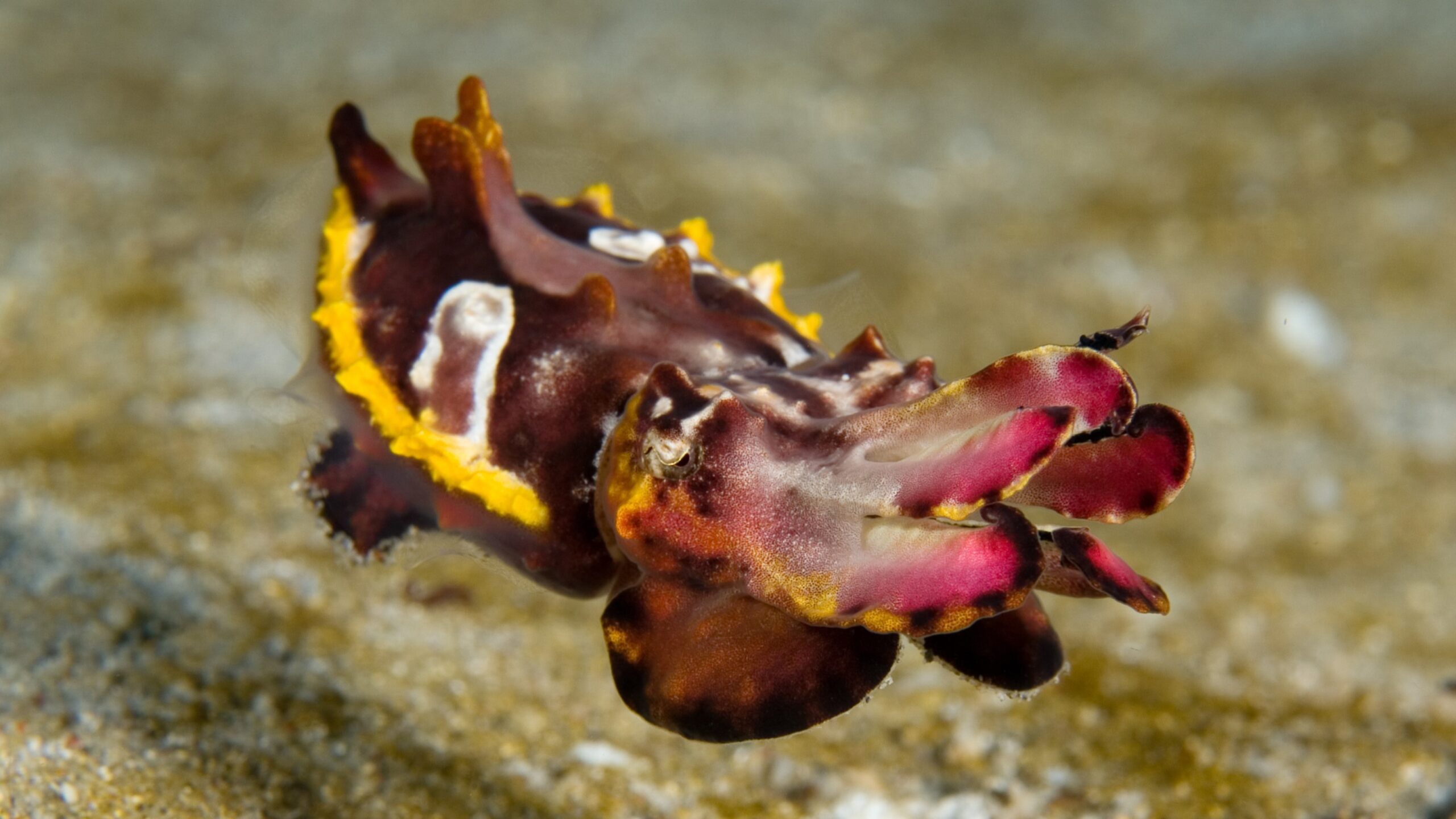 Manado Bay - Flamboyant Cuttlefish -